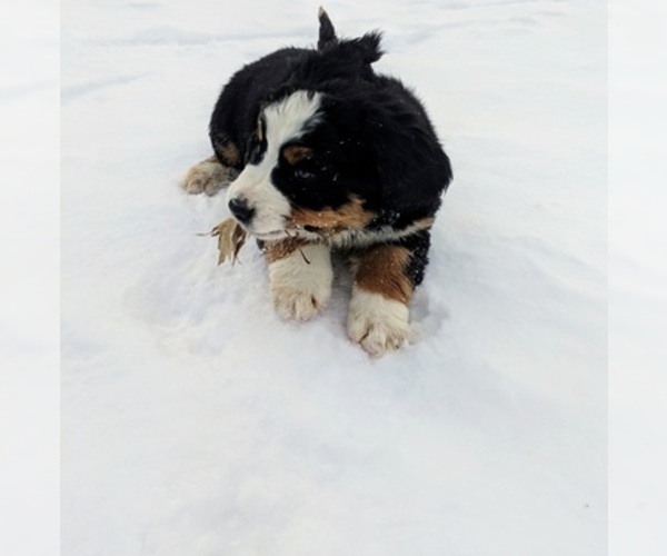Medium Photo #12 Bernese Mountain Dog Puppy For Sale in BONNERS FERRY, ID, USA