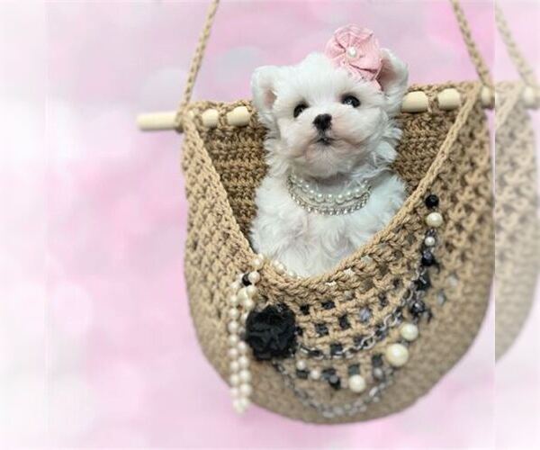 Medium Photo #1 Maltese Puppy For Sale in NAPLES, FL, USA