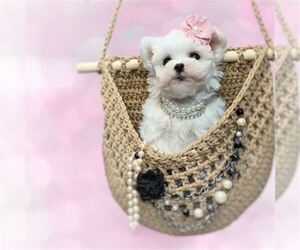 Maltese Litter for sale in NAPLES, FL, USA