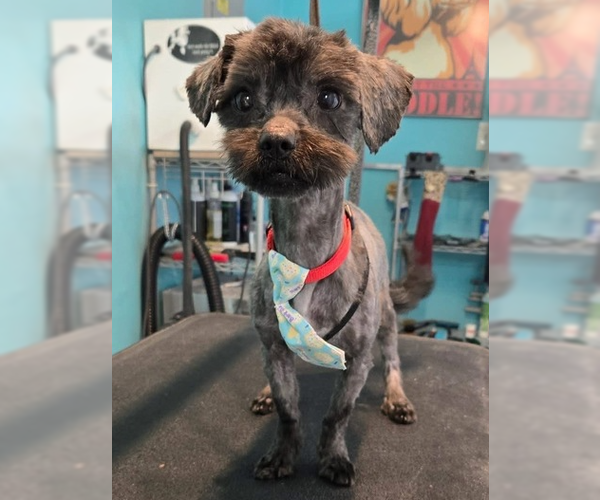 Medium Photo #3 Mutt Puppy For Sale in Springdale, PA, USA
