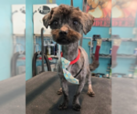 Small #2 Mutt