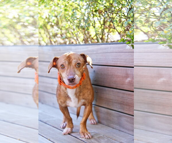 Medium Photo #3 Chiweenie Puppy For Sale in Sandy, UT, USA