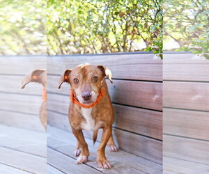 Rhen - Male Chiweenie Dog for Adoption - Photo #3