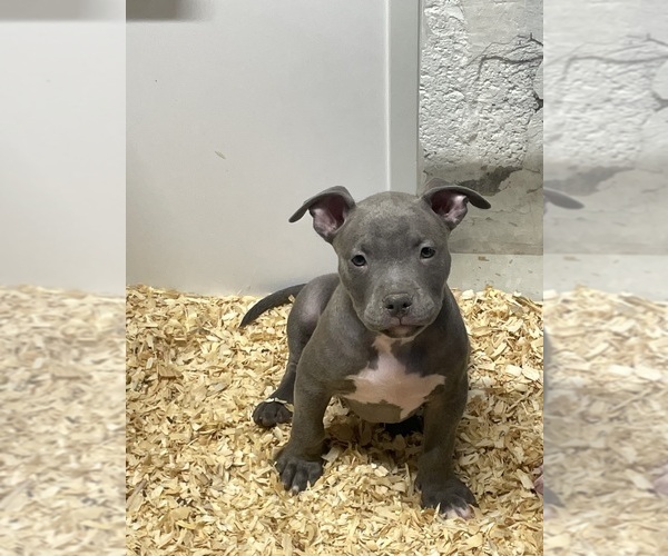 Medium Photo #4 American Bully Puppy For Sale in NAUGATUCK, CT, USA
