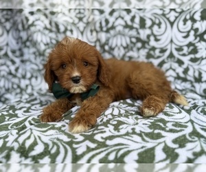 Cavapoo (Miniature) Puppy for sale in LAKELAND, FL, USA