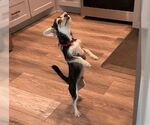 Small #1 Chihuahua Mix