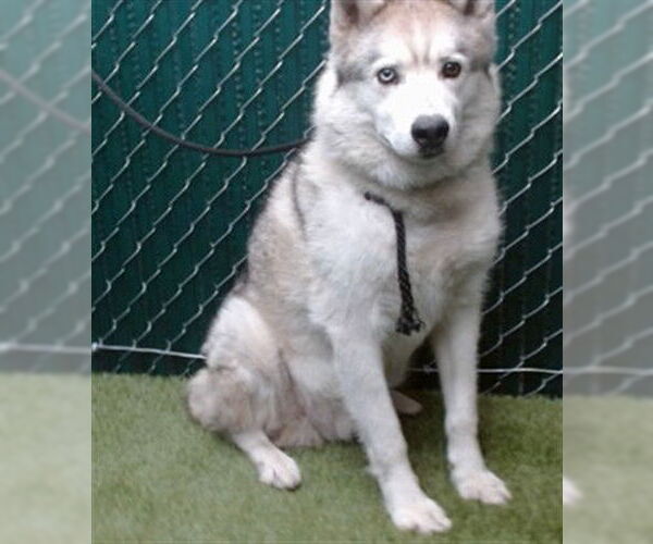 Medium Photo #1 Siberian Husky Puppy For Sale in Downey, CA, USA