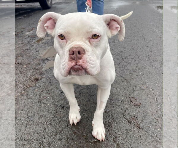 Medium Photo #10 American Bulldog-Unknown Mix Puppy For Sale in Canton, CT, USA