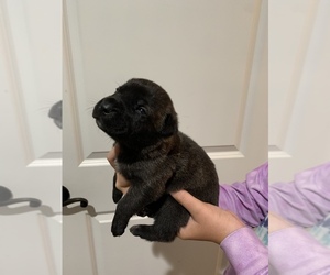 Cane Corso Puppy for sale in GRENADA, MS, USA