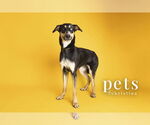 Small #14 Doberman Pinscher Mix