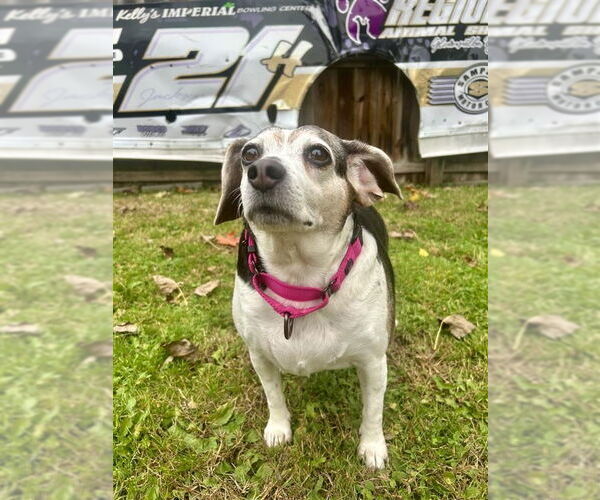 Medium Photo #1 Beagle-Unknown Mix Puppy For Sale in Gloversville, NY, USA