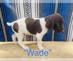 Small #11 German Shorthaired Pointer