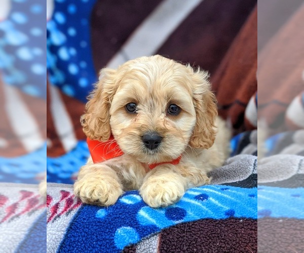 Medium Photo #5 Cavachon Puppy For Sale in AIRVILLE, PA, USA