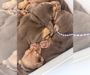 Bloodhound Litter for sale in UNIONTOWN, AR, USA