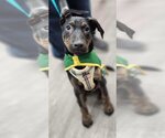 Small Photo #6 Boxer-Doberman Pinscher Mix Puppy For Sale in Clarkston, MI, USA