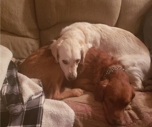 Father of the Golden Retriever puppies born on 12/30/2019