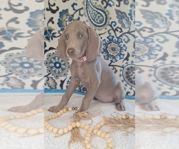 Medium Photo #4 Weimaraner Puppy For Sale in LEWISBURG, KY, USA