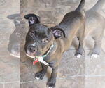 Small #12 American Pit Bull Terrier-Labrador Retriever Mix