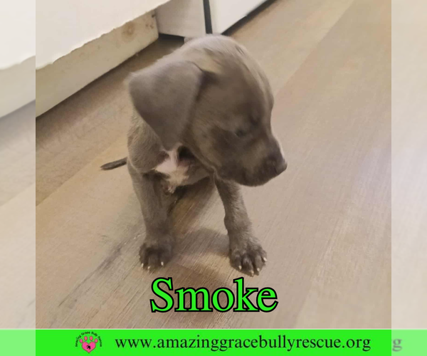 Medium Photo #5 American Bulldog-Unknown Mix Puppy For Sale in Pensacola, FL, USA