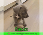 Small #4 American Bulldog Mix