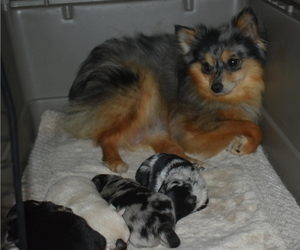 Mother of the Pomeranian puppies born on 04/14/2022
