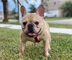 Father of the French Bulldog puppies born on 10/11/2022