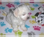 Small Photo #9 Maltese Puppy For Sale in ORO VALLEY, AZ, USA
