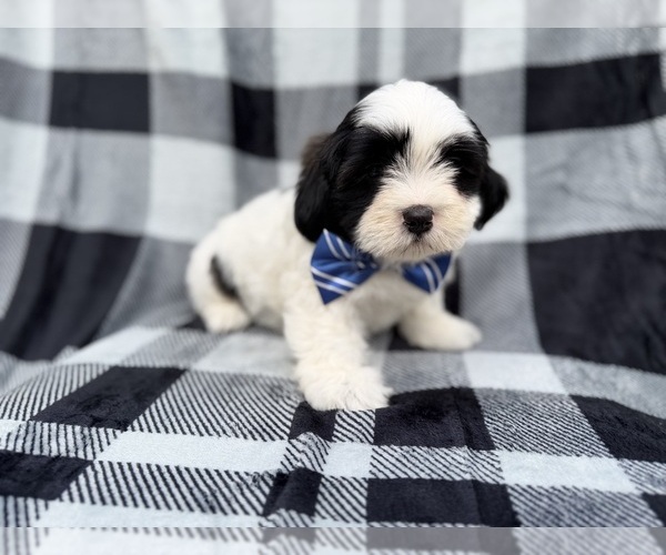 Medium Photo #7 Zuchon Puppy For Sale in LAKELAND, FL, USA