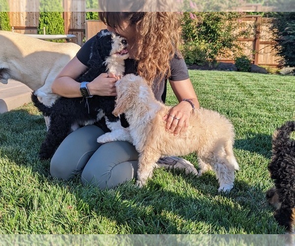 Medium Photo #5 Bernedoodle Puppy For Sale in STOCKTON, CA, USA