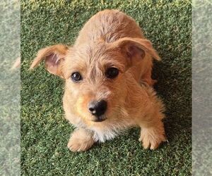 Mutt Dogs for adoption in Carrollton, TX, USA