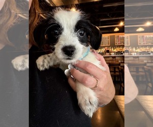 Dachshund-Unknown Mix Dogs for adoption in Holly Springs, NC, USA