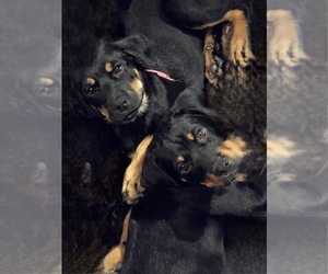 Rottweiler Puppy for Sale in JONES, Michigan USA