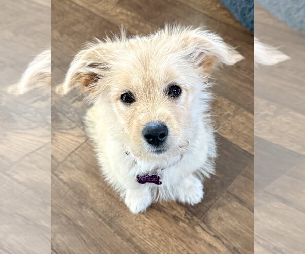 Medium Photo #4 Mutt Puppy For Sale in Corona, CA, USA