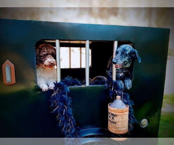 Medium Photo #12 Sheprador Puppy For Sale in MILLVILLE, MN, USA
