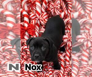 Mutt Dogs for adoption in Clarkston, MI, USA