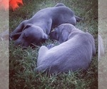 Small Photo #7 Great Dane Puppy For Sale in KERSHAW, SC, USA