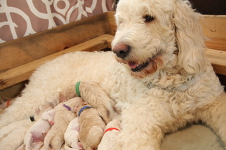 Mother of the Goldendoodle puppies born on 04/26/2018