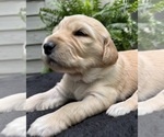 Puppy Twinkie Golden Retriever