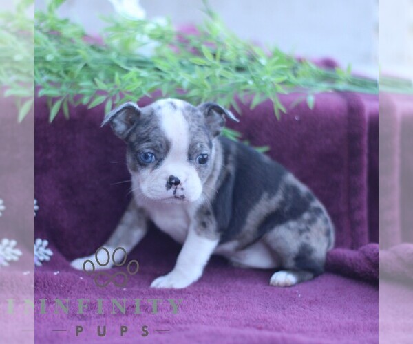 Medium Photo #4 Boston Terrier Puppy For Sale in PORT ROYAL, PA, USA