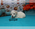 Small #7 Poodle (Toy)