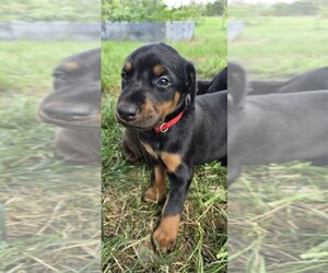Doberman Pinscher Litter for sale in OSKALOOSA, KS, USA