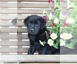 Puppy Chelsea Labrador Retriever