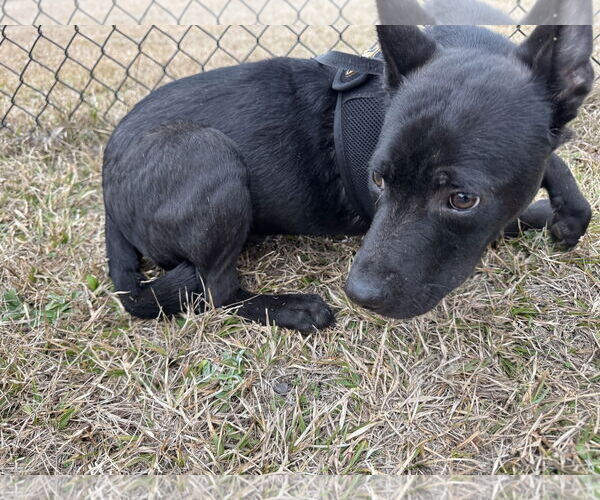 Medium Photo #5 Mutt Puppy For Sale in Tarrytown, GA, USA