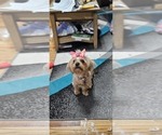 Small Photo #1 Yo-Chon Puppy For Sale in CHEYENNE, WY, USA