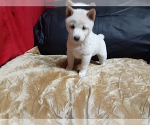 Shiba Inu Puppy for sale in CAMERON, MO, USA