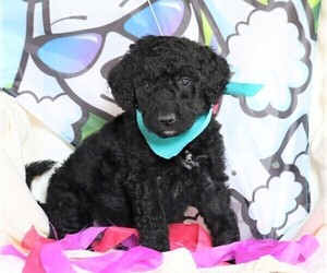 Goldendoodle Puppy for sale in FREDERICKSBG, OH, USA