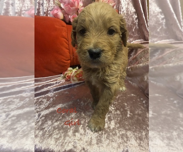 Medium Photo #5 Goldendoodle Puppy For Sale in SAINT CLOUD, MN, USA