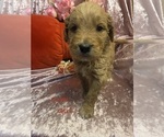 Small #4 Goldendoodle