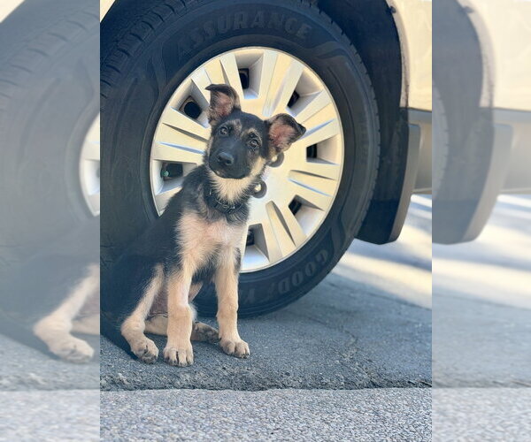 Medium Photo #3 German Shepherd Dog Puppy For Sale in West Sacramento, CA, USA