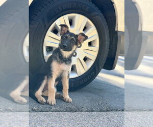 Frankie - Female German Shepherd Dog Dog for Adoption - Photo #3
